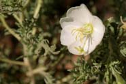 Oenothera_coro