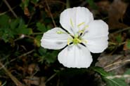 Oenothera_neom