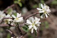 Amelanchier_uta