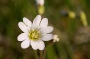 Cerastium_arv