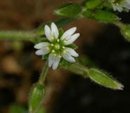 Cerastium_nut