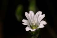 Cerastium_tex