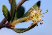 Cercocarpus_bre