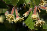 Cercocarpus_mont