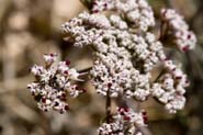 Lomatium_nev-nev