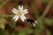 Pseudostellaria_jam