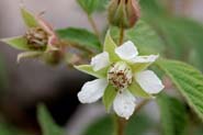 Rubus_idae