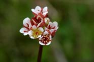 Saxifraga_tex