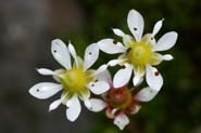 Saxifraga_tolm