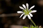 Stellaria_cusp