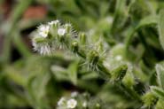 Cryptantha_cras