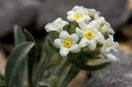 Cryptantha_flavo