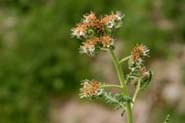 Phacelia_alba