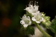 Phacelia_cong