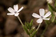 Plumbago_scan