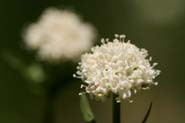 Valeriana_occid