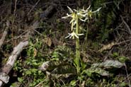 Erythronium_oreg