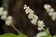 Maianthemum_race