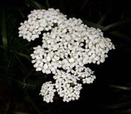 Achillea_mill