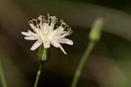 Hieracium_carn