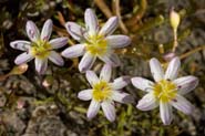 Lewisia_triphyll