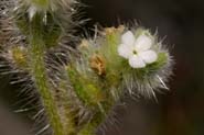 Cryptantha_barb