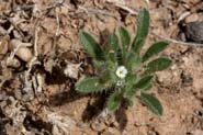 Cryptantha_min