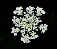 Daucus_carota