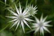 Eryngium_heter