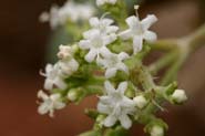 Valeriana_tex