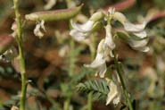 Astragalus_prae