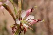 Gaura_cocc