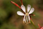 Gaura_hex