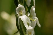 Platanthera_dila