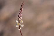 Polygala_alba