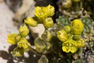 Draba_oligosperm