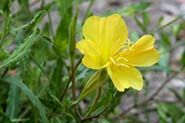 Oenothera_org