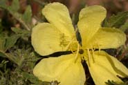 Oenothera_prim