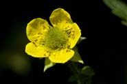 Geum_aleppicum