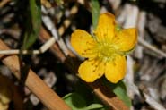 Hypericum_anag