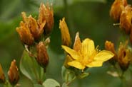 Hypericum_scoul