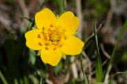 Potentilla_flab