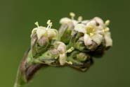 Valeriana_edulis