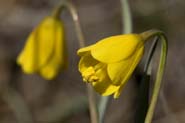 Fritillaria_pud