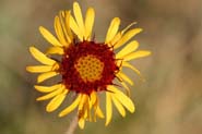 Gaillardia_pin