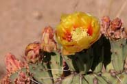 Opuntia_mac