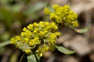 Eriogonum_woot