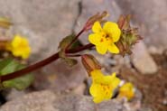 Mimulus_gut