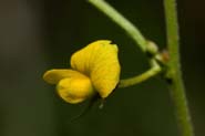 Rhynchosia_senna