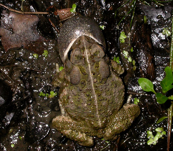 Bufo_woodh_f_6-1803_4103